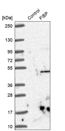 FIBP Antibody - BSA Free Western Blot: FIBP Antibody - BSA Free [NBP1-83903]