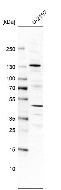 FGD1 Antibody - BSA Free Western Blot: FGD1 Antibody - BSA Free [NBP1-83906]