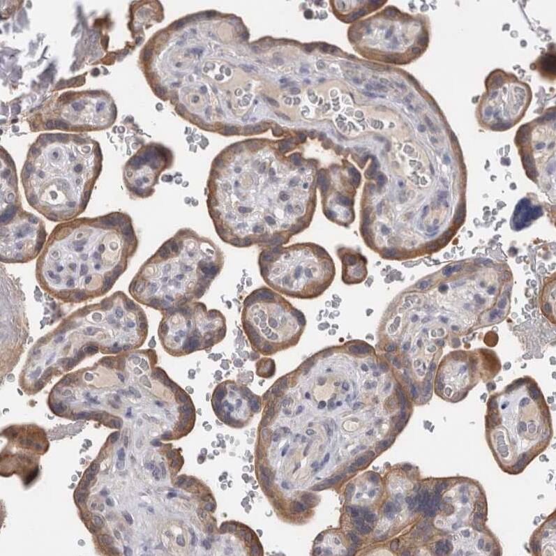 Otoraplin/OTOR Antibody - BSA Free Immunohistochemistry-Paraffin: Otoraplin/OTOR Antibody - BSA Free [NBP1-83912]