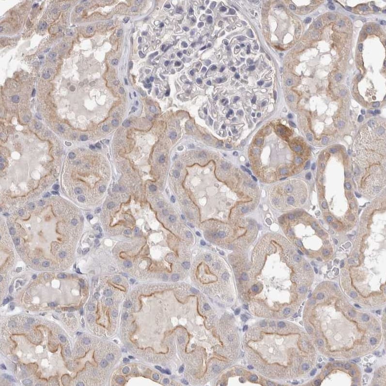 Otoraplin/OTOR Antibody - BSA Free Immunohistochemistry-Paraffin: Otoraplin/OTOR Antibody - BSA Free [NBP1-83912]