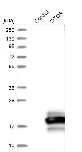 Otoraplin/OTOR Antibody - BSA Free Western Blot: Otoraplin/OTOR Antibody - BSA Free [NBP1-83912]