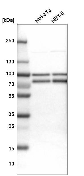 FUBP1 Antibody - BSA Free Western Blot: FUBP1 Antibody - BSA Free [NBP1-83918]