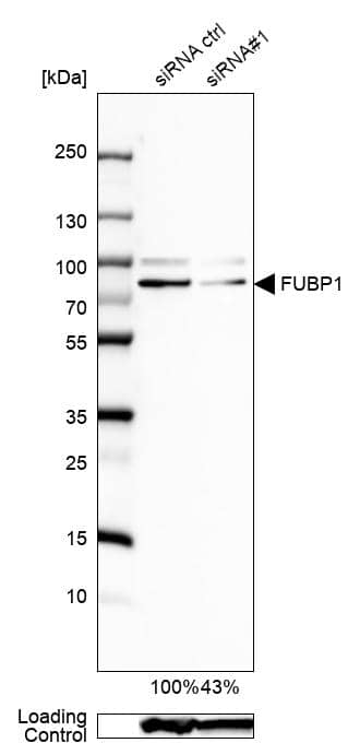 FUBP1 Antibody - BSA Free Western Blot: FUBP1 Antibody - BSA Free [NBP1-83918]