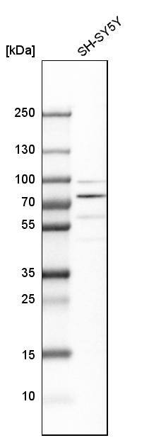 FUBP1 Antibody - BSA Free Western Blot: FUBP1 Antibody - BSA Free [NBP1-83918]