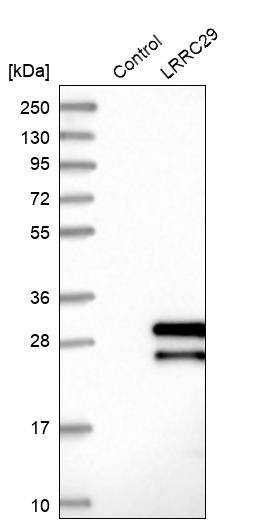 LRRC29 Antibody - BSA Free Western Blot: LRRC29 Antibody - BSA Free [NBP1-83919]