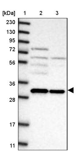 GEMIN8 Antibody - BSA Free Western Blot: GEMIN8 Antibody - BSA Free [NBP1-83925]