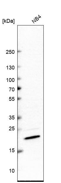 GTSF1 Antibody - BSA Free Western Blot: GTSF1 Antibody - BSA Free [NBP1-83934]