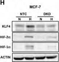 KLF4 Antibody