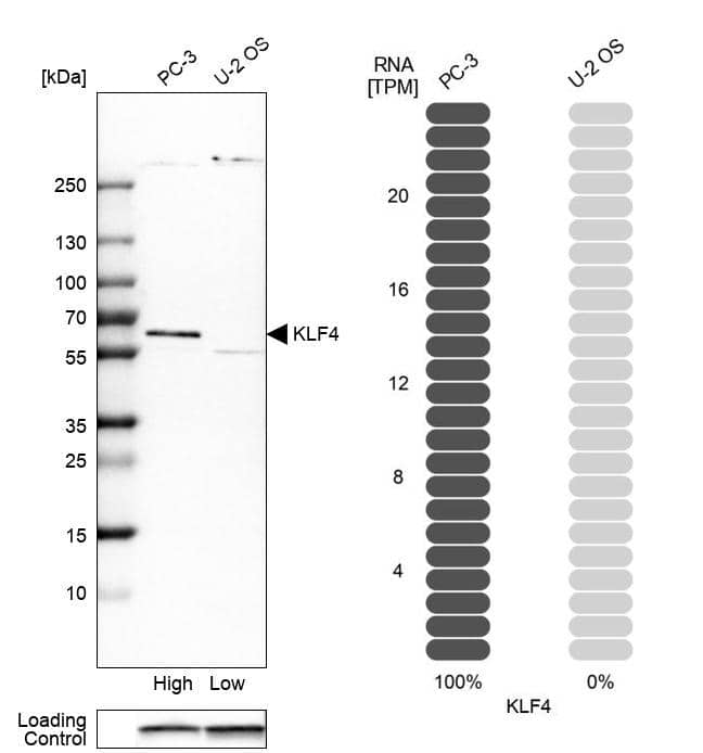 KLF4 Antibody - BSA Free Western Blot: KLF4 Antibody - BSA Free [NBP1-83940]