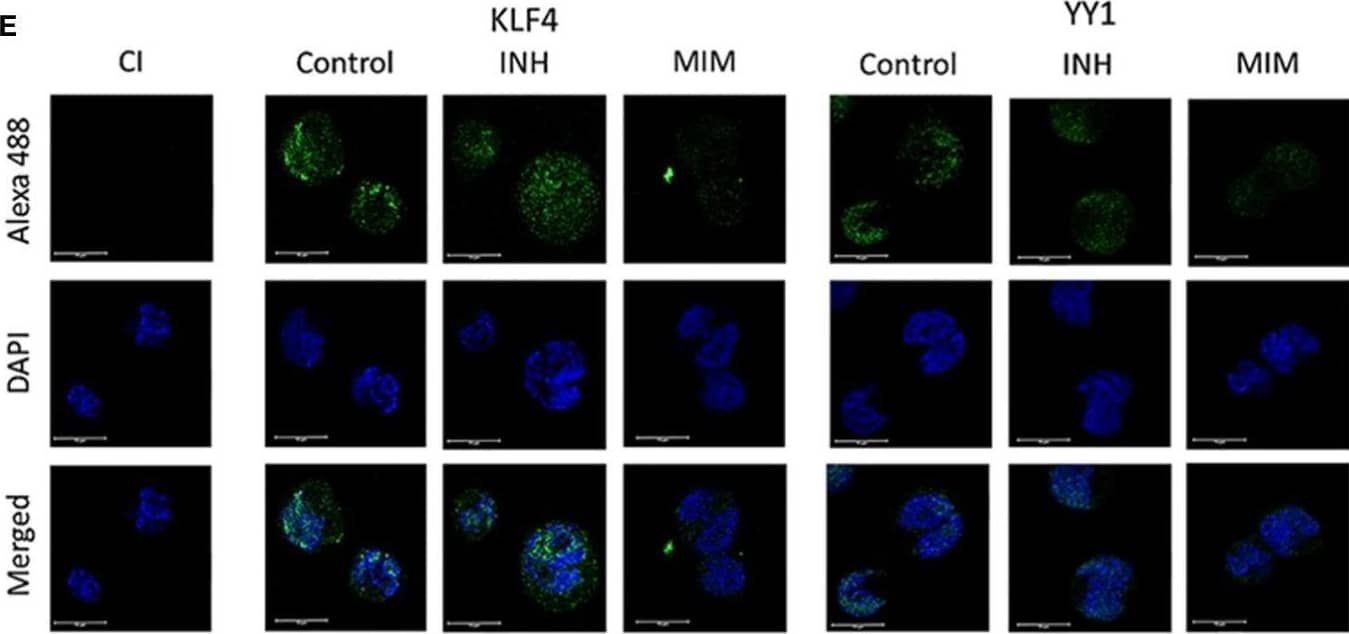 KLF4 Antibody - BSA Free