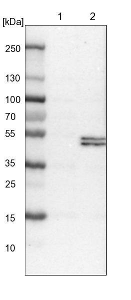 PCYT2 Antibody - BSA Free Western Blot: PCYT2 Antibody - BSA Free [NBP1-83952]