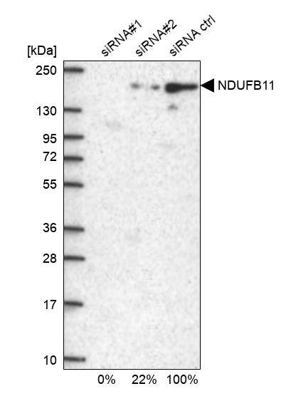 NDUFB11 Antibody - BSA Free Western Blot: NDUFB11 Antibody - BSA Free [NBP1-83956]