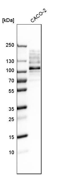 RRBP1 Antibody - BSA Free Western Blot: RRBP1 Antibody - BSA Free [NBP1-83957]