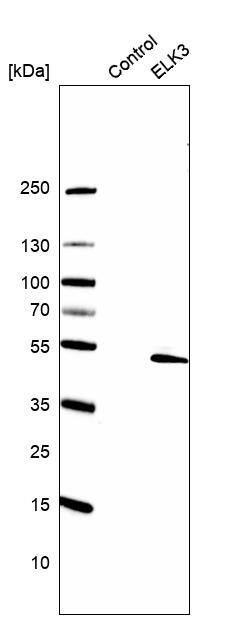 ELK3 Antibody - BSA Free Western Blot: ELK3 Antibody - BSA Free [NBP1-83960]