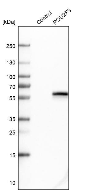POU2F3 Antibody - BSA Free Western Blot: POU2F3 Antibody - BSA Free [NBP1-83966]