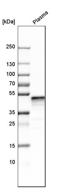 Serpin F1/PEDF Antibody - BSA Free Western Blot: Serpin F1/PEDF Antibody - BSA Free [NBP1-83972]