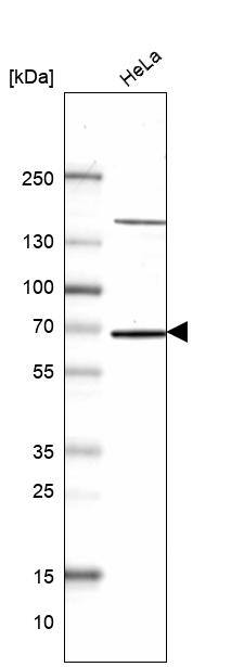 PHD4/HIF Prolyl Hydroxylase 4 Antibody - BSA Free Western Blot: PHD4/HIF Prolyl Hydroxylase 4 Antibody - BSA Free [NBP1-83989]