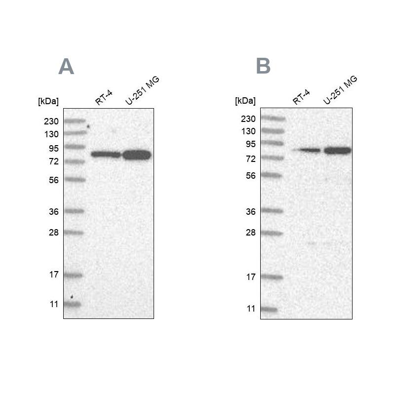 GFM1 Antibody - BSA Free Western Blot: GFM1 Antibody - BSA Free [NBP1-83997]