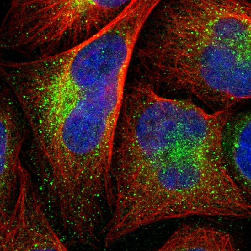 EFCBP2 Antibody - BSA Free Immunocytochemistry/ Immunofluorescence: EFCBP2 Antibody [NBP1-84002]