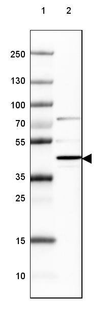 NECAB1 Antibody - BSA Free Western Blot: NECAB1 Antibody - BSA Free [NBP1-84005]