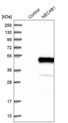 NECAB1 Antibody - BSA Free Western Blot: NECAB1 Antibody - BSA Free [NBP1-84005]