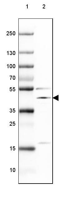NECAB1 Antibody - BSA Free Western Blot: NECAB1 Antibody - BSA Free [NBP1-84005]