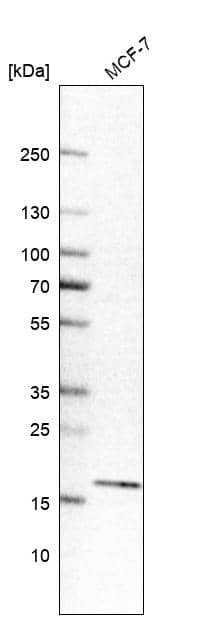 EDF1 Antibody - BSA Free Western Blot: EDF1 Antibody - BSA Free [NBP1-84011]