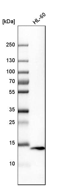 VAMP-8 Antibody - BSA Free Western Blot: VAMP-8 Antibody - BSA Free [NBP1-84013]