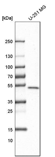 GABPB1 Antibody - BSA Free Western Blot: GABPB1 Antibody - BSA Free [NBP1-84028]