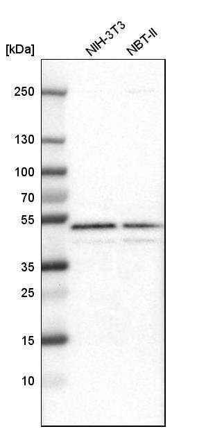 GABPB1 Antibody - BSA Free Western Blot: GABPB1 Antibody - BSA Free [NBP1-84028]
