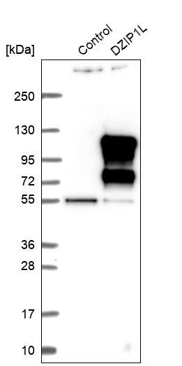DZIP1L Antibody - BSA Free Western Blot: DZIP1L Antibody - BSA Free [NBP1-84030]