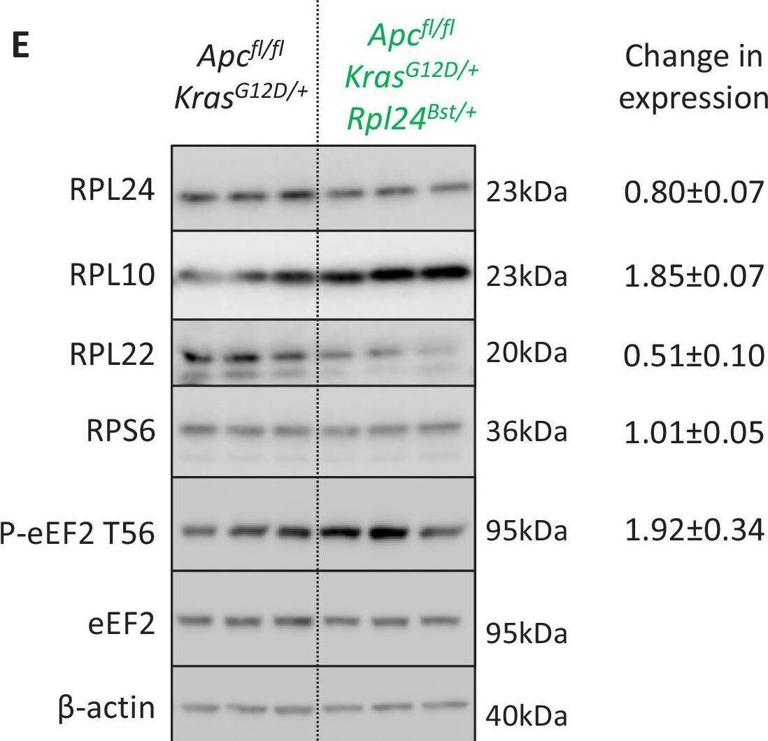 RPL10 Antibody - BSA Free