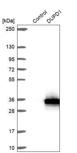 DUSP27/DUPD1 Antibody - BSA Free Western Blot: DUSP27/DUPD1 Antibody - BSA Free [NBP1-84040]