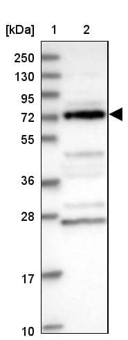 DUS3L Antibody - BSA Free Western Blot: DUS3L Antibody - BSA Free [NBP1-84042]