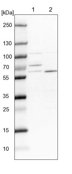 DUS3L Antibody - BSA Free Western Blot: DUS3L Antibody - BSA Free [NBP1-84042]