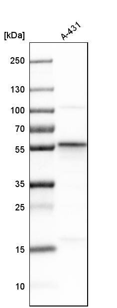 SEC62 Antibody - BSA Free Western Blot: SEC62 Antibody - BSA Free [NBP1-84045]