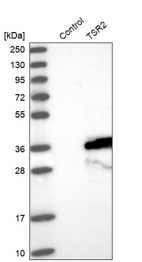 TSR2 Antibody - BSA Free Western Blot: TSR2 Antibody - BSA Free [NBP1-84050]