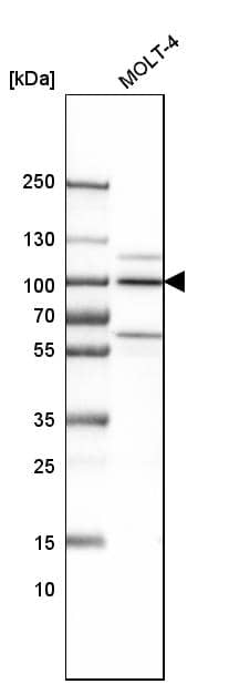 ILF3 Antibody - BSA Free Western Blot: ILF3 Antibody - BSA Free [NBP1-84056]