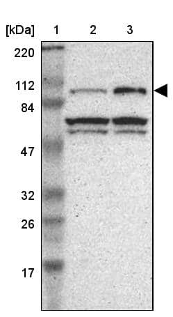 Gemin 3 Antibody - BSA Free Western Blot: Gemin 3 Antibody - BSA Free [NBP1-84058]