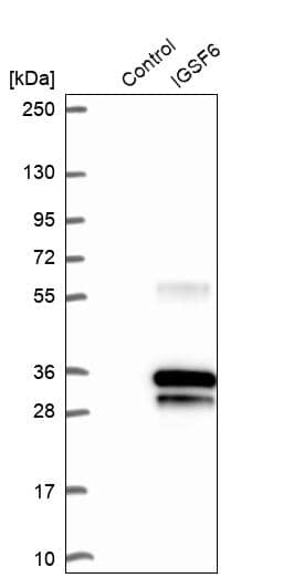 IGSF6/DORA Antibody Western Blot: BAFF/BLyS/TNFSF13B Antibody [NBP1-84060]