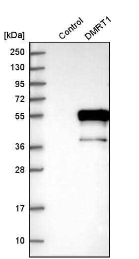 DMRT1 Antibody - BSA Free Western Blot: DMRT1 Antibody - BSA Free [NBP1-84071]