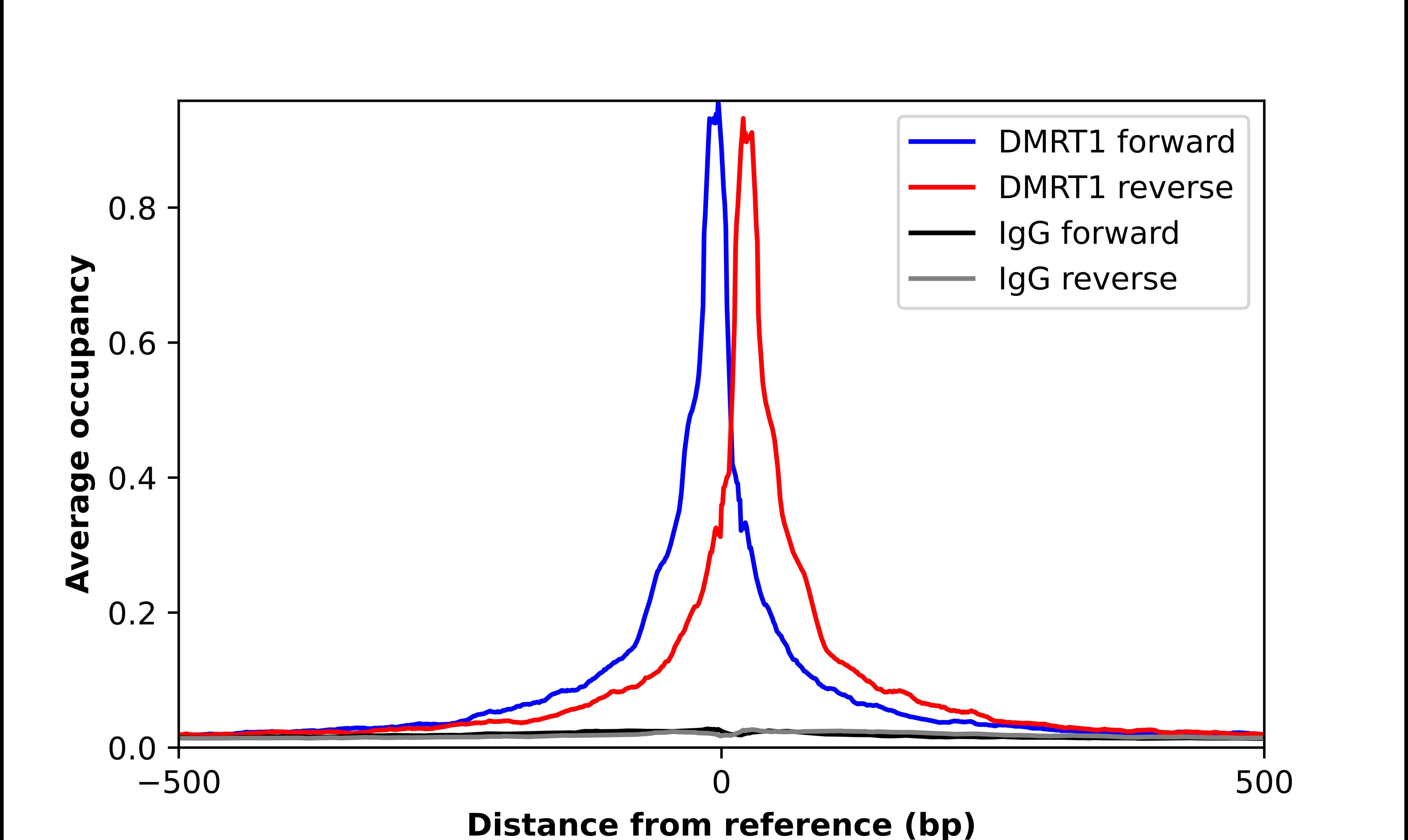 DMRT1 Antibody - BSA Free Chromatin Immunoprecipitation ChIP: DMRT1 Antibody - BSA Free