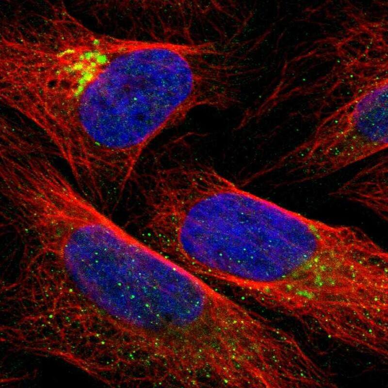 QSOX2 Antibody - BSA Free Immunocytochemistry/ Immunofluorescence: QSOX2 Antibody [NBP1-84094]