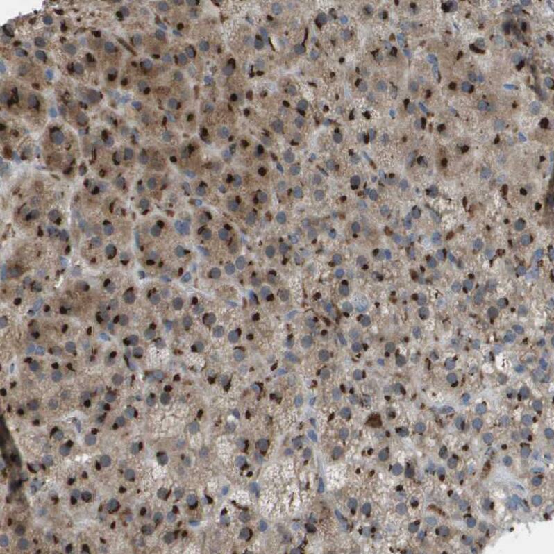 QSOX2 Antibody - BSA Free Immunohistochemistry-Paraffin: QSOX2 Antibody - BSA Free [NBP1-84094]