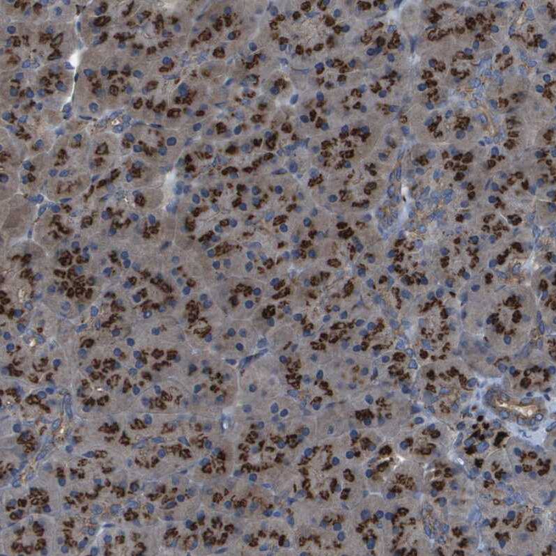 QSOX2 Antibody - BSA Free Immunohistochemistry-Paraffin: QSOX2 Antibody - BSA Free [NBP1-84094]
