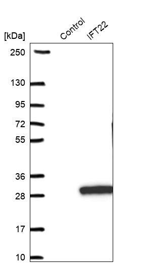 RABL5 Antibody - BSA Free Western Blot: RABL5 Antibody - BSA Free [NBP1-84098]