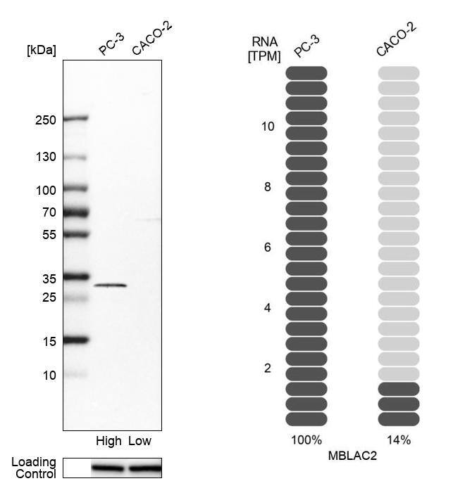 MBLAC2 Antibody - BSA Free Western Blot: MBLAC2 Antibody - BSA Free [NBP1-84106]