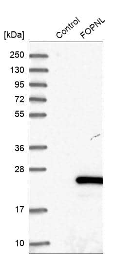FOPNL Antibody - BSA Free Western Blot: FOPNL Antibody - BSA Free [NBP1-84109]