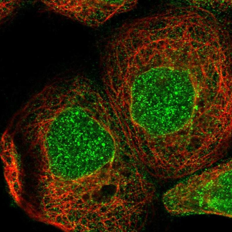 ZBTB41 Antibody - BSA Free Immunocytochemistry/ Immunofluorescence: ZBTB41 Antibody - BSA Free [NBP1-84119]