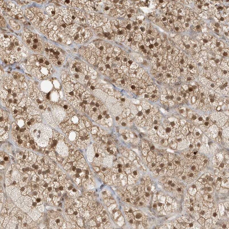 ZBTB41 Antibody - BSA Free Immunohistochemistry-Paraffin: ZBTB41 Antibody - BSA Free [NBP1-84119]